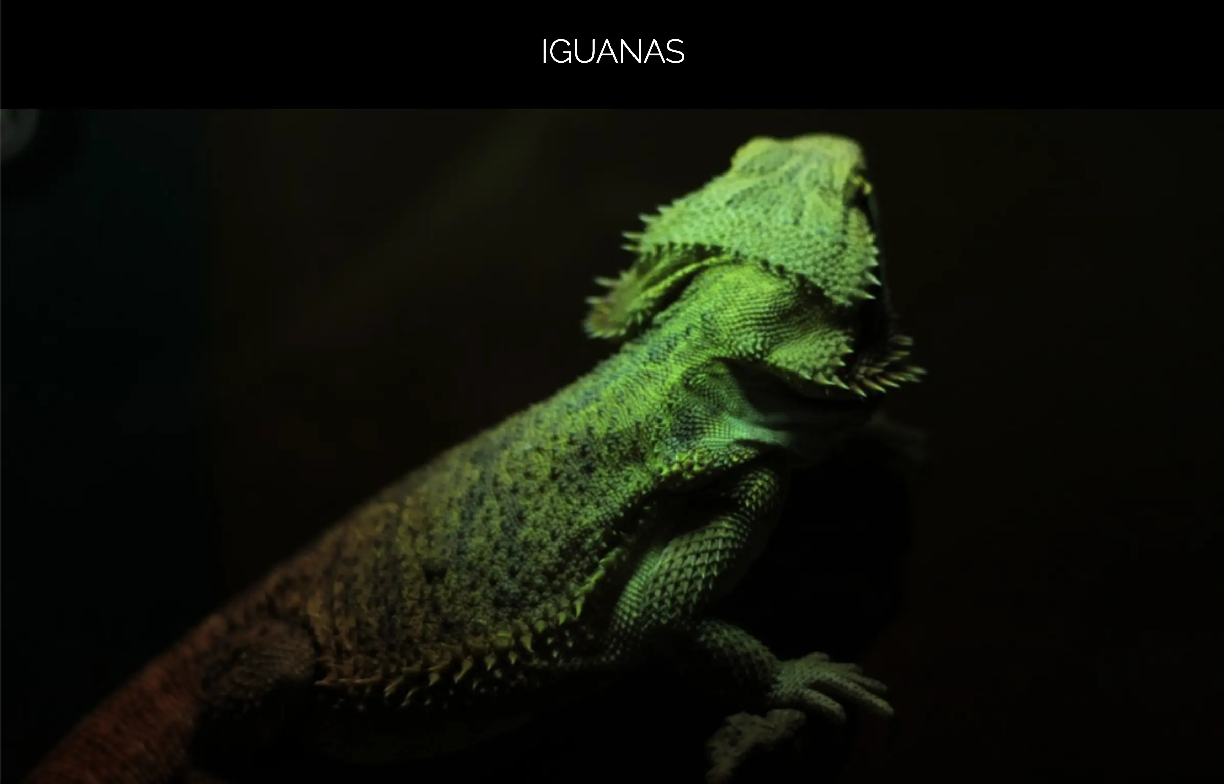 Yendegaia